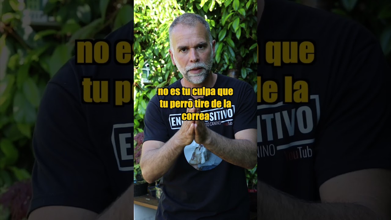 Ense&ntilde;a a tu Perro a NO tirar de la correa #adiestramientocanino