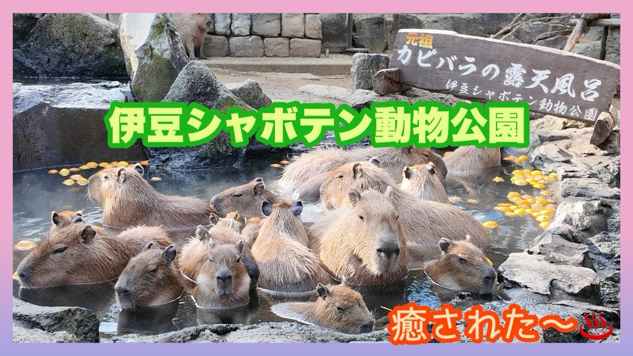 【伊豆シャボテン動物公園】元祖カピバラの露天風呂に癒された、2025年の大晦日を紹介します。