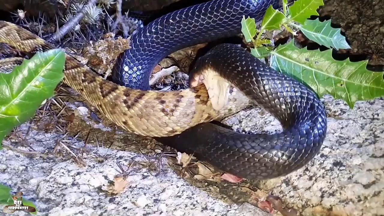 O maior predador da cascavel, eu não mato mais cobra preta