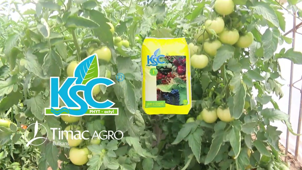 Timac Agro Balkans tehnologija u proizvodnji paradajza  kod domaćina Dalibora Stojanovića, Cekavica
