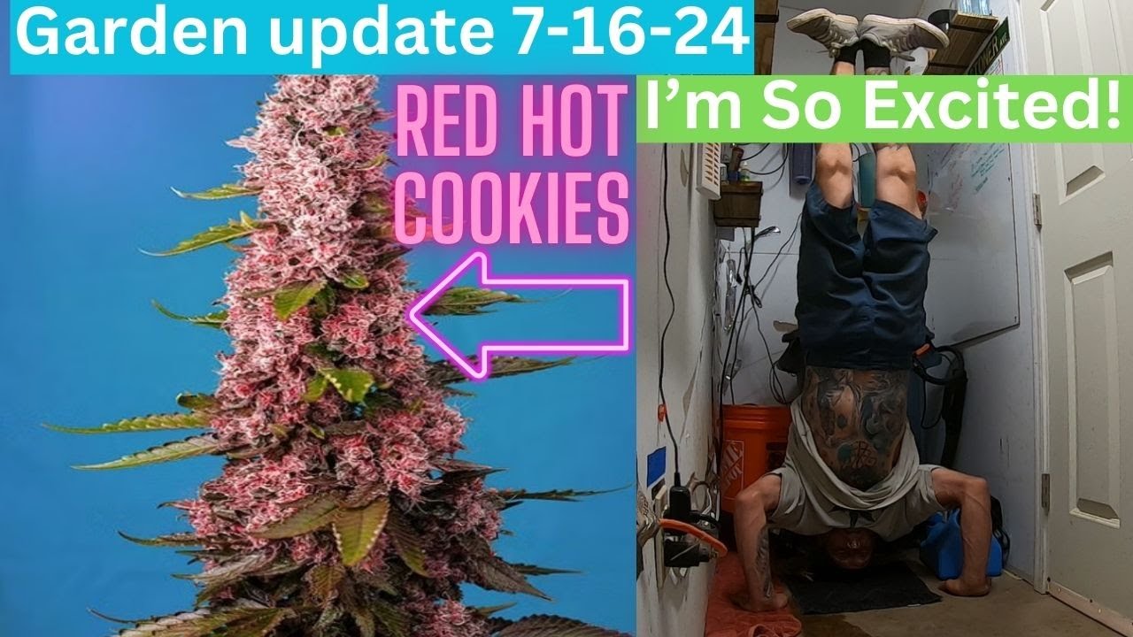 Обновление информации о выращивании в помещении от 16.07.2024: Red Hot Cookies, Cheese, Skunk #1 ...