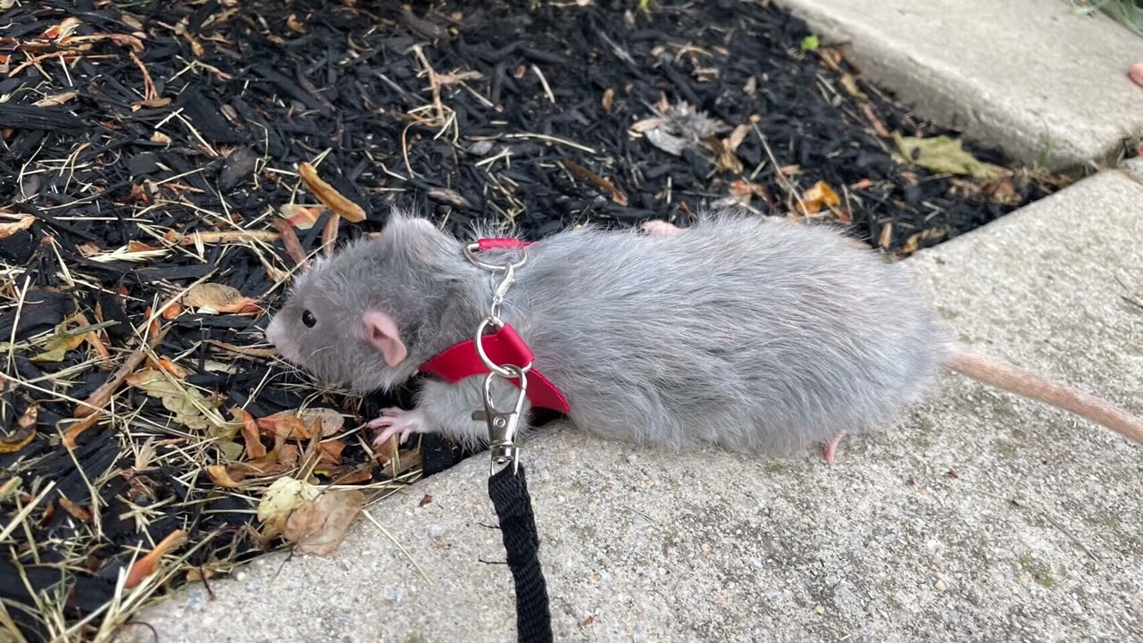 Funny and adorable rat videos