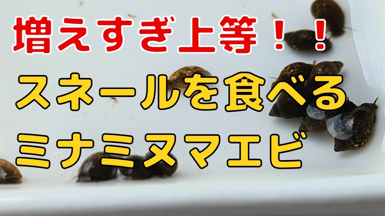 増えすぎたスネール（サカマキガイ）を駆除して有効利用