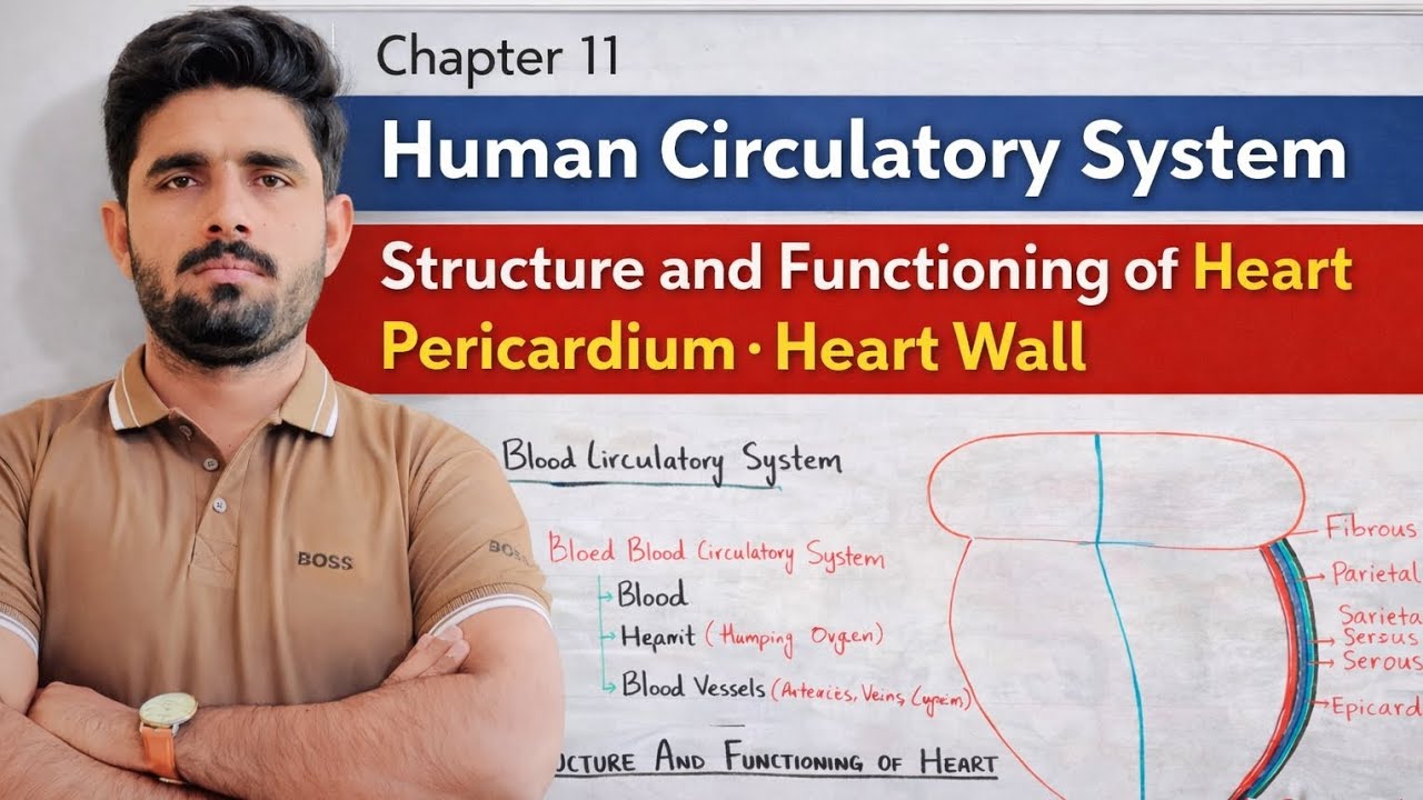 Structure and Functioning of Heart | Pericardium | Heart Wall | 11th class Smart syllabus 2025|Ch 11