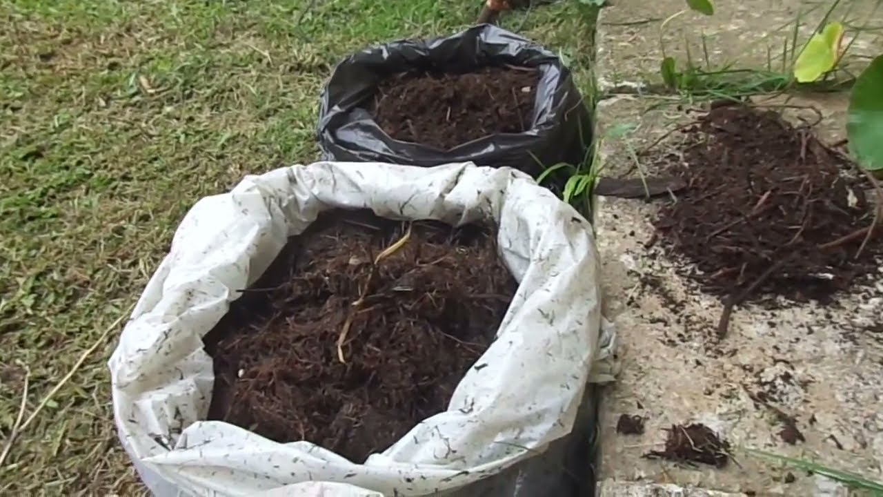 Terra especial para plantio grátis e fácil qualquer um faz em casa