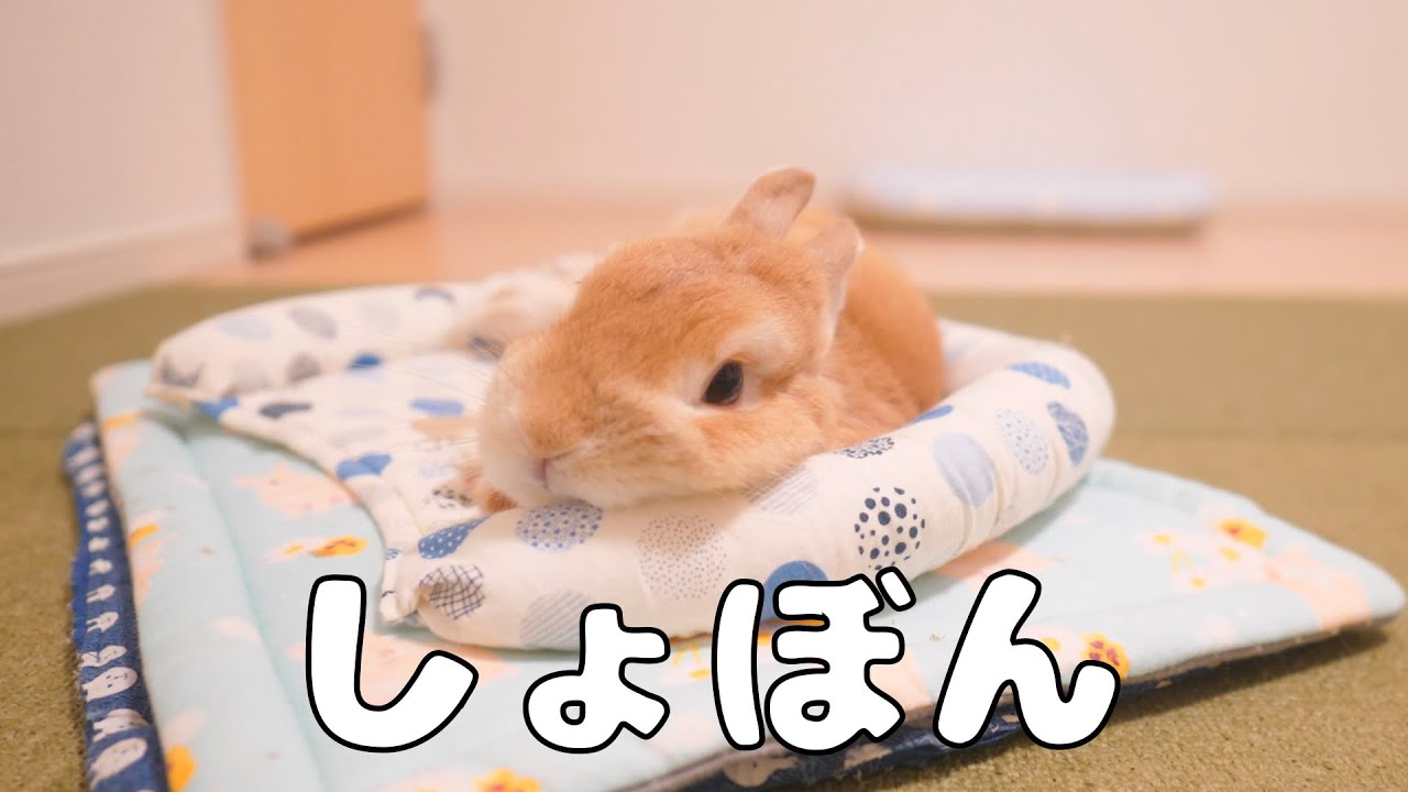 いつもよりおやつが少なくて納得がいかない様子のウサギがこちらです【No.291】
