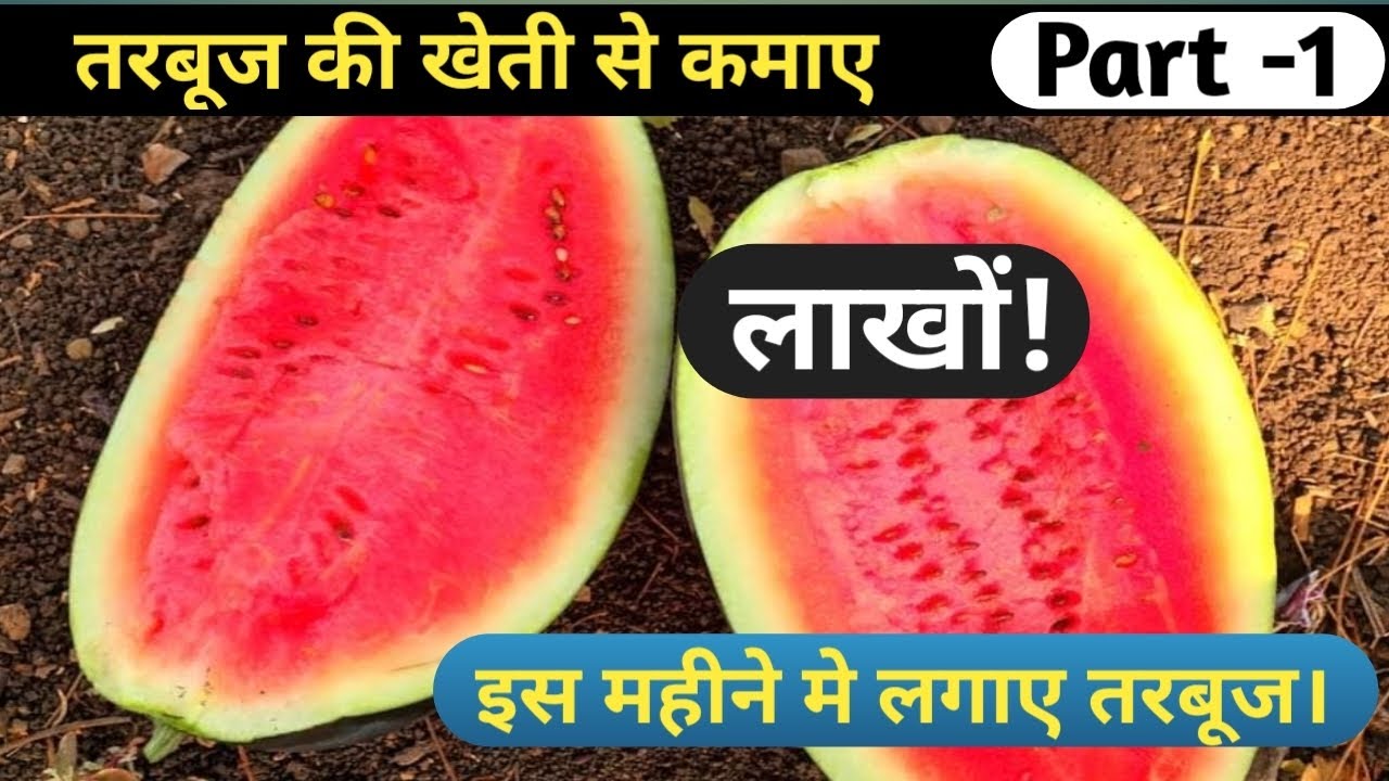 Tarbooj ki kheti । तरबूज की खेती। Watermelon farming। Tarbooj ki kheti kese ki jati hai (Part 1)।