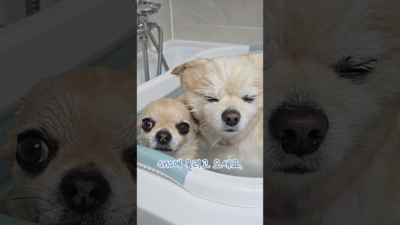 단체 목욕하는날...(?)🤣 #귀여운강아지 #funny #웃긴강아지 #치와와 #pets