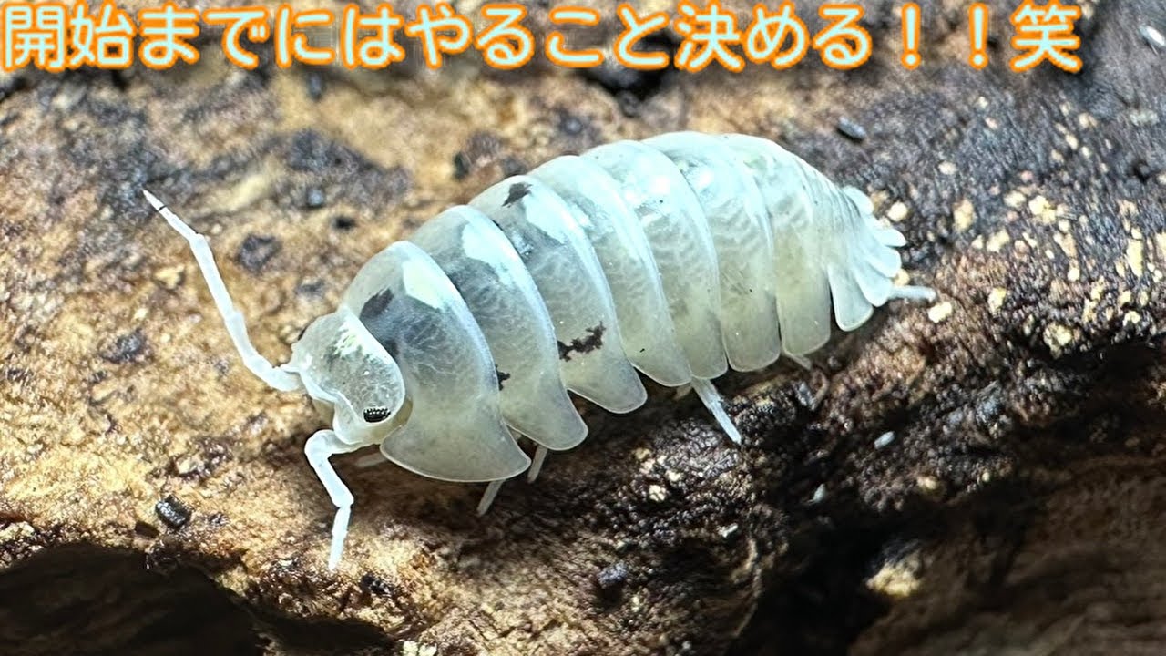 サムネがダンゴムシですがゴキブリメインの飼育環境リセット配信！