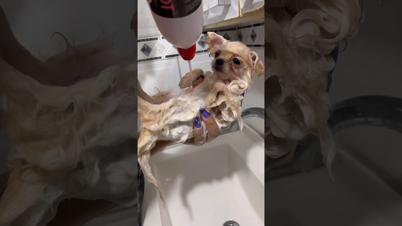 Dando banho no meu spitz alemão/ Lulu da pomerania 