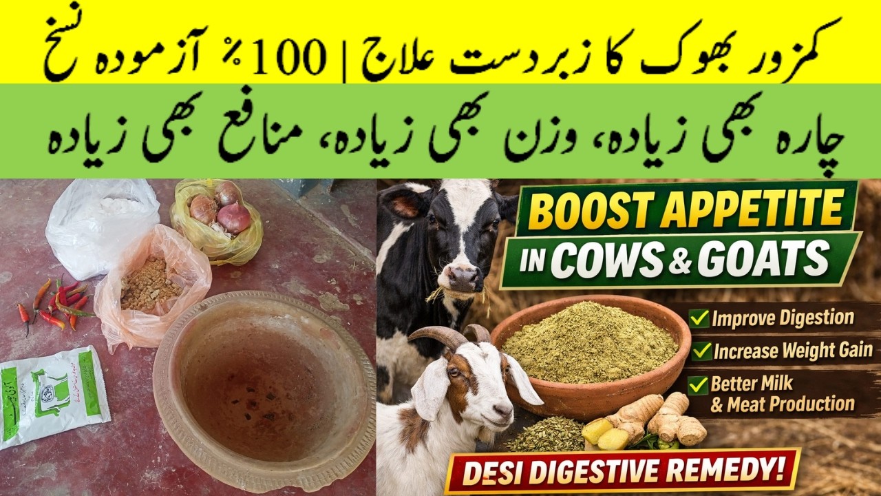 Increase Appetite in Cows & Goats Naturally | Desi Digestive Remedy for Better Growth