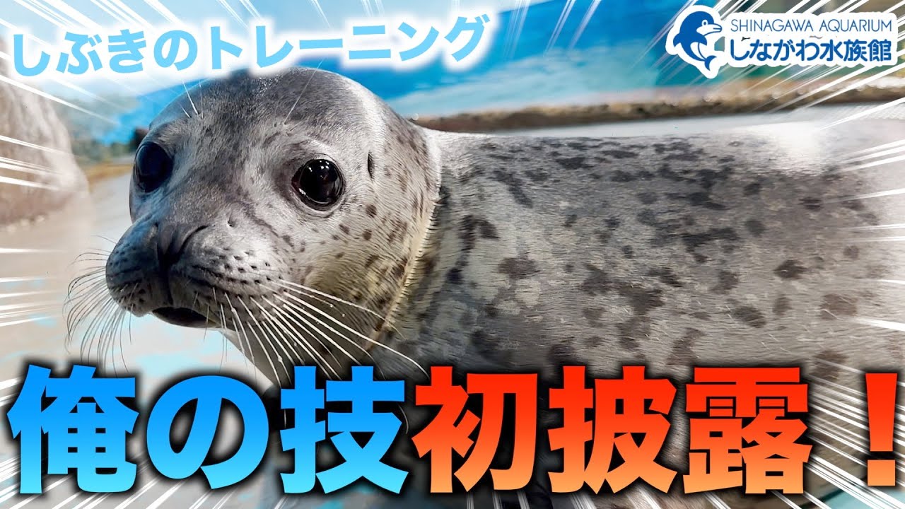ゴマフアザラシの赤ちゃん～トレーニング編～＠しながわ水族館【しぶき】