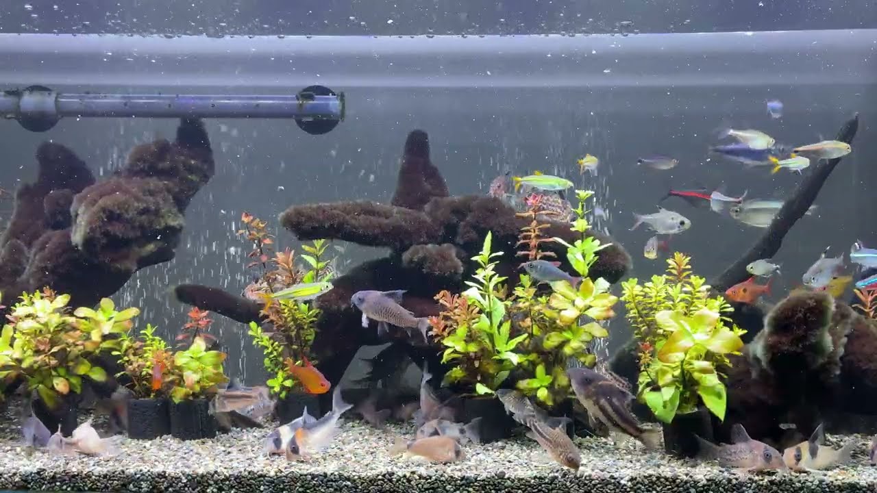 Relaxing Aquarium 1643 / 熱帯魚50種混泳水槽 アクアリウム 4K