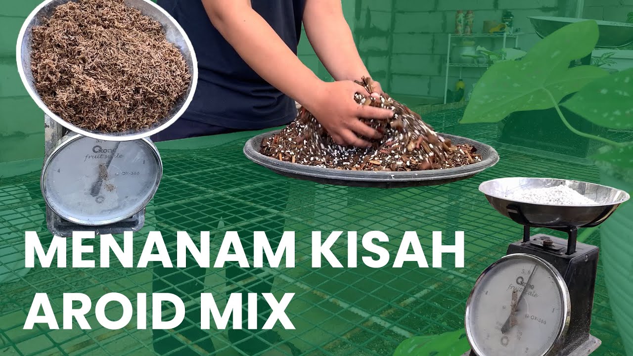 MAKING AROID MIX FOR HEALTHY ROOTS | CARA MEMBUAT CAMPURAN MEDIA TANAM AROID