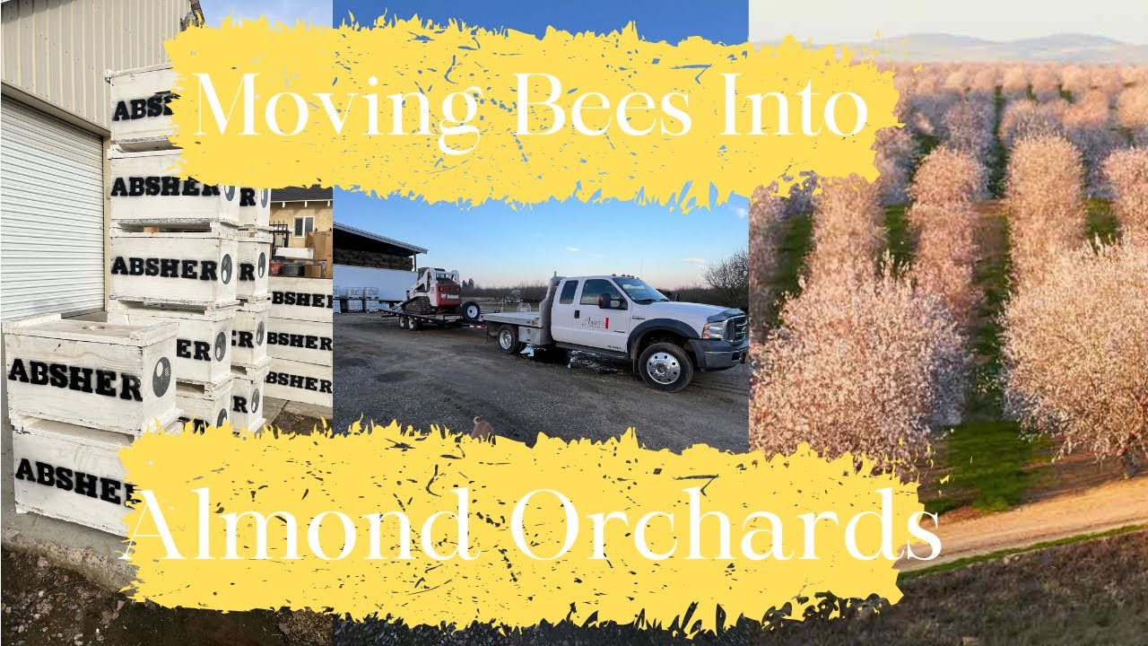 Moving Bees Into Almond Orchards For Pollination!!