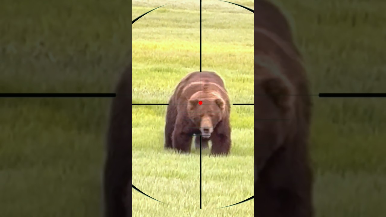 Polowanie na niedźwiedzie | Caccia all'orso | Chasse &agrave; l'ours
