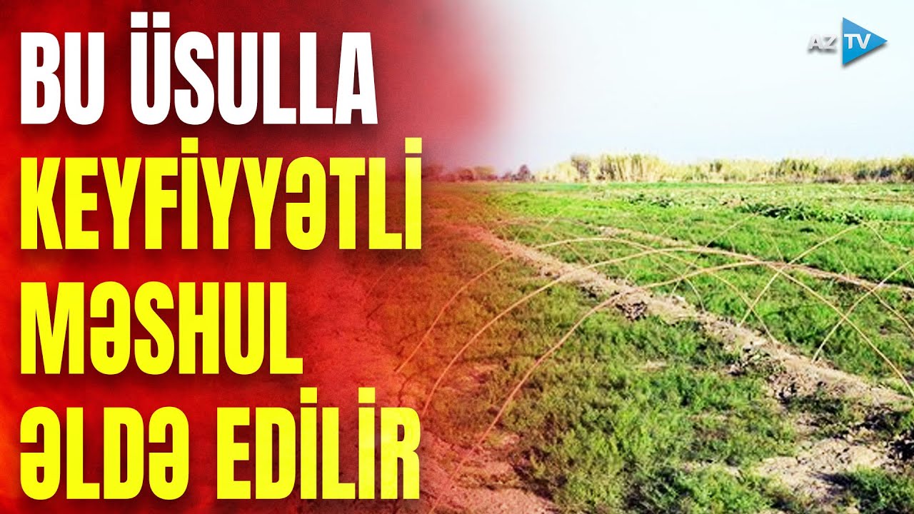 Keyfiyyətli məhsul yetişdirmək üçün fermerlərdən unikal addım: məhsul bazarda az olanda...