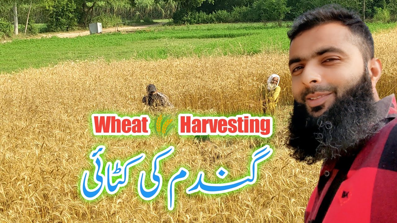 Harvesting wheat🌾 & Watermelon plowing & little politics