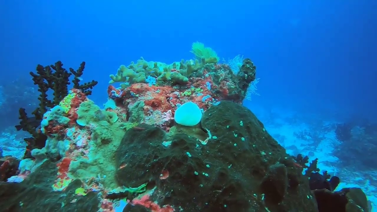 Jalan-jalan di bawah Laut.