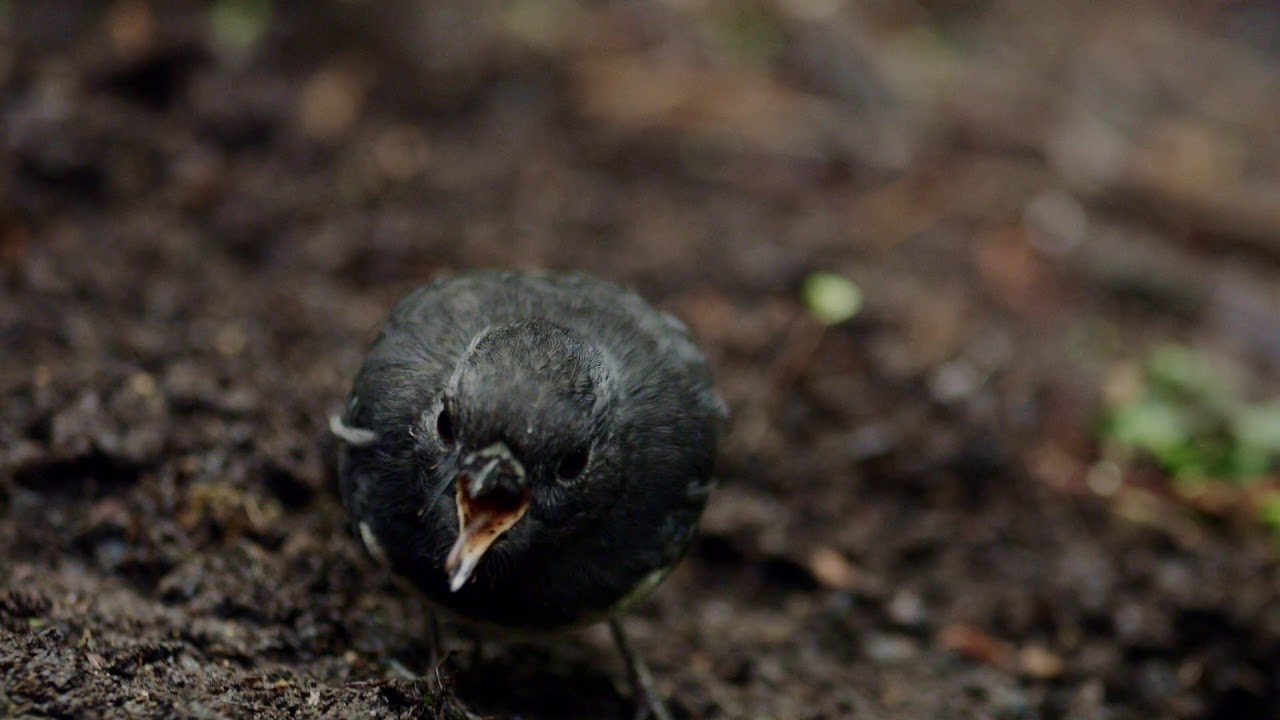 Ulva Island Explorer - Stewart Island