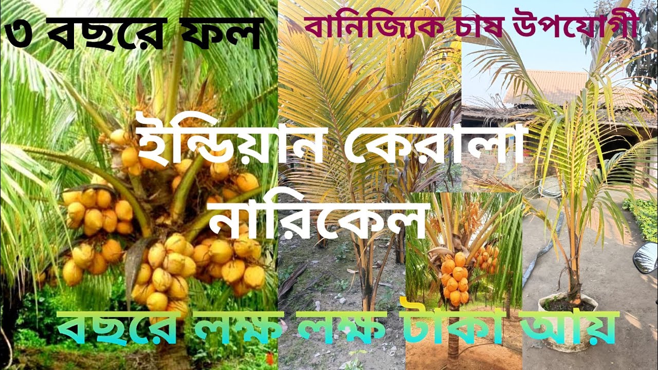 কেরালা নারিকেল গাছ | উচ্চ ফলনশীল নারিকেল চারা | বাণিজ্যিক চাষ উপযোগী | Rakib Nursery Bogura