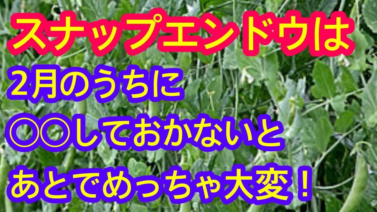【スナップエンドウ】2月中にコレをしておかないと、あとあと面倒くさいことになってしまいますよ。