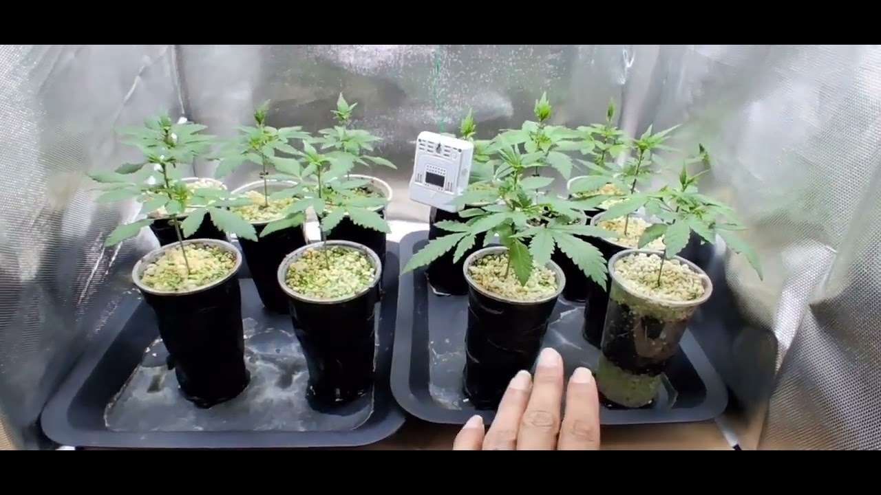 Cheapest Cannabis Grow (UK GHETTO GROW)