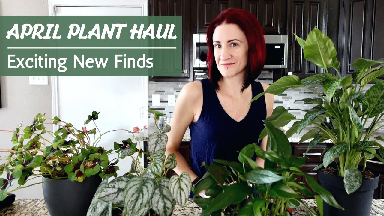 Spring Houseplant Haul 2022 + Plant Care Tips | I'm in love with these new plants!