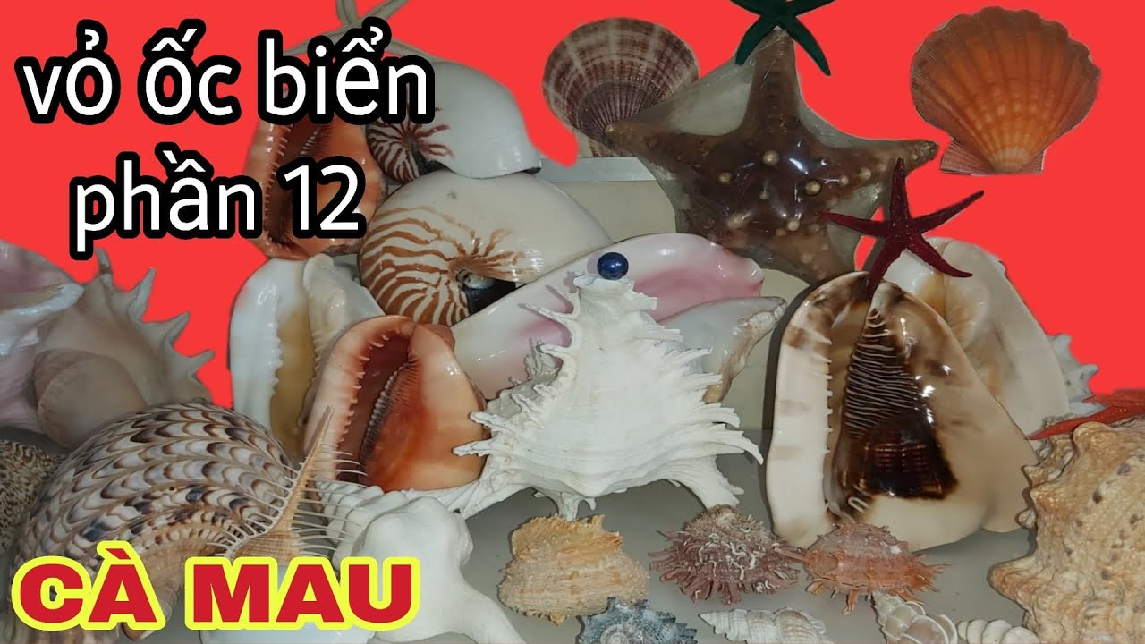 Bộ Sưu Tập Vỏ Ốc Biển Đẹp Phần 12 | Cương Cà Mau | (sea shells collection part 12)