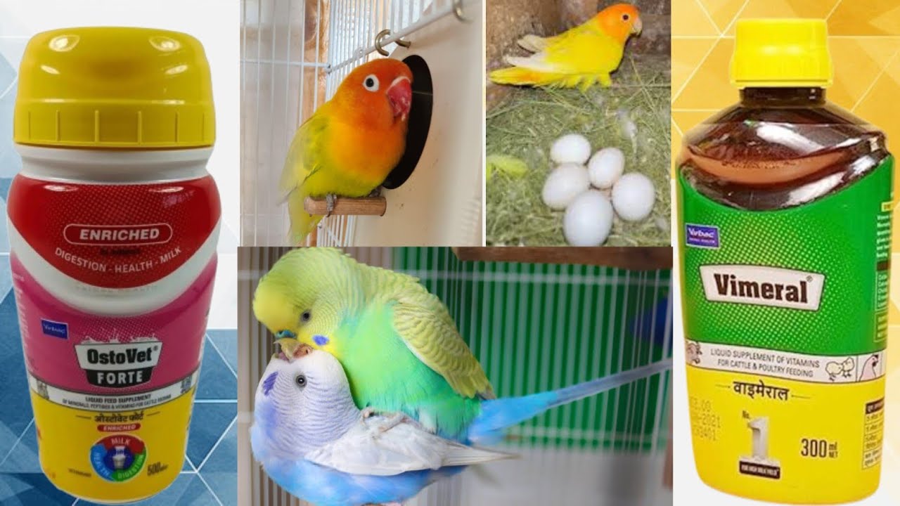 How to use ostovet + vimeral use for birds / Love Birds / Parrot / Budgerigar / Cockatiel