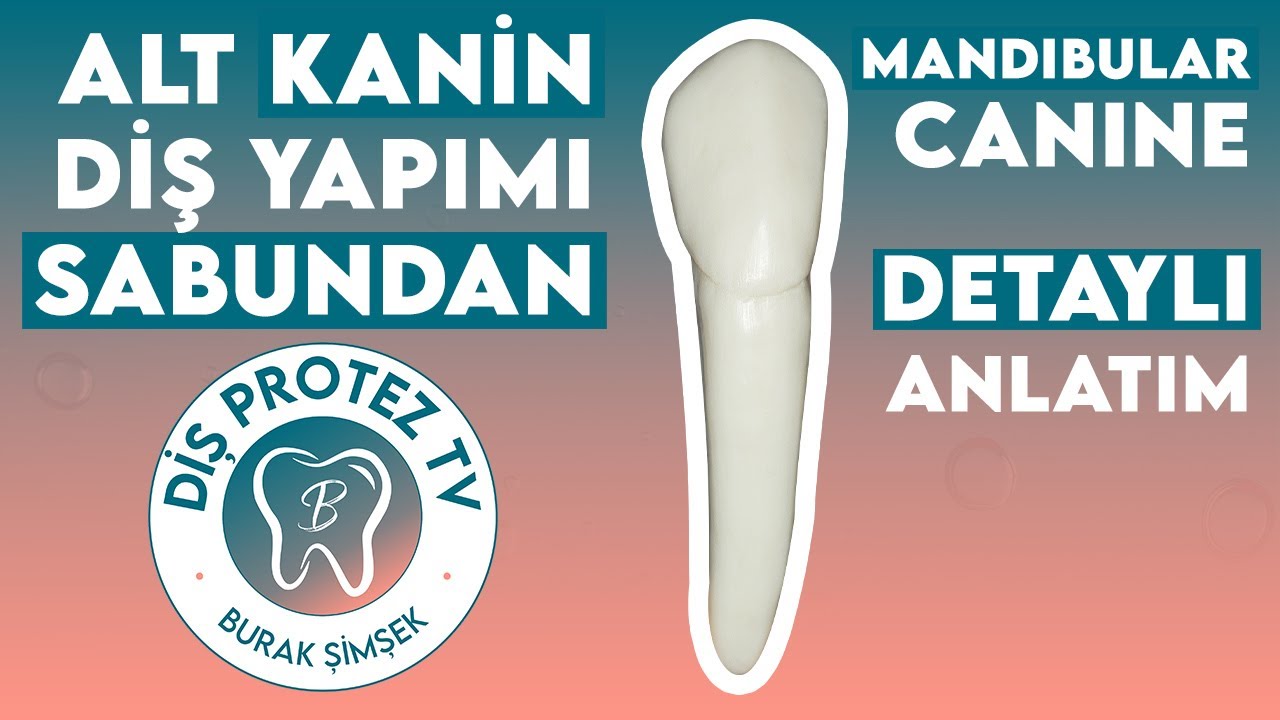 Alt Kanin Diş Yapımı | Mandibular Canine | Diş Morfolojisi