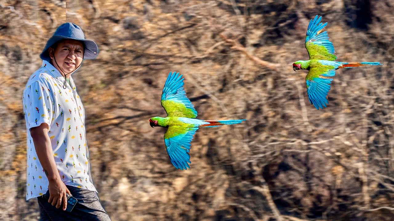 Explorando el Santuario de la GUACAMAYA VERDE ¡Son más hermosas de lo que pensé! 🦜