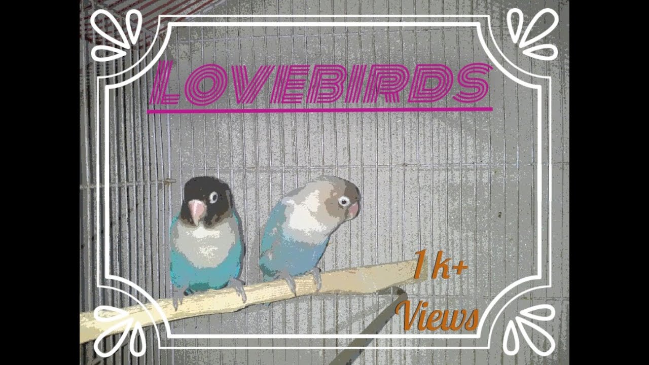 Lovebirds Singing | Lovebirds Sound | Lovebirds Parrots Talking & Chirping.