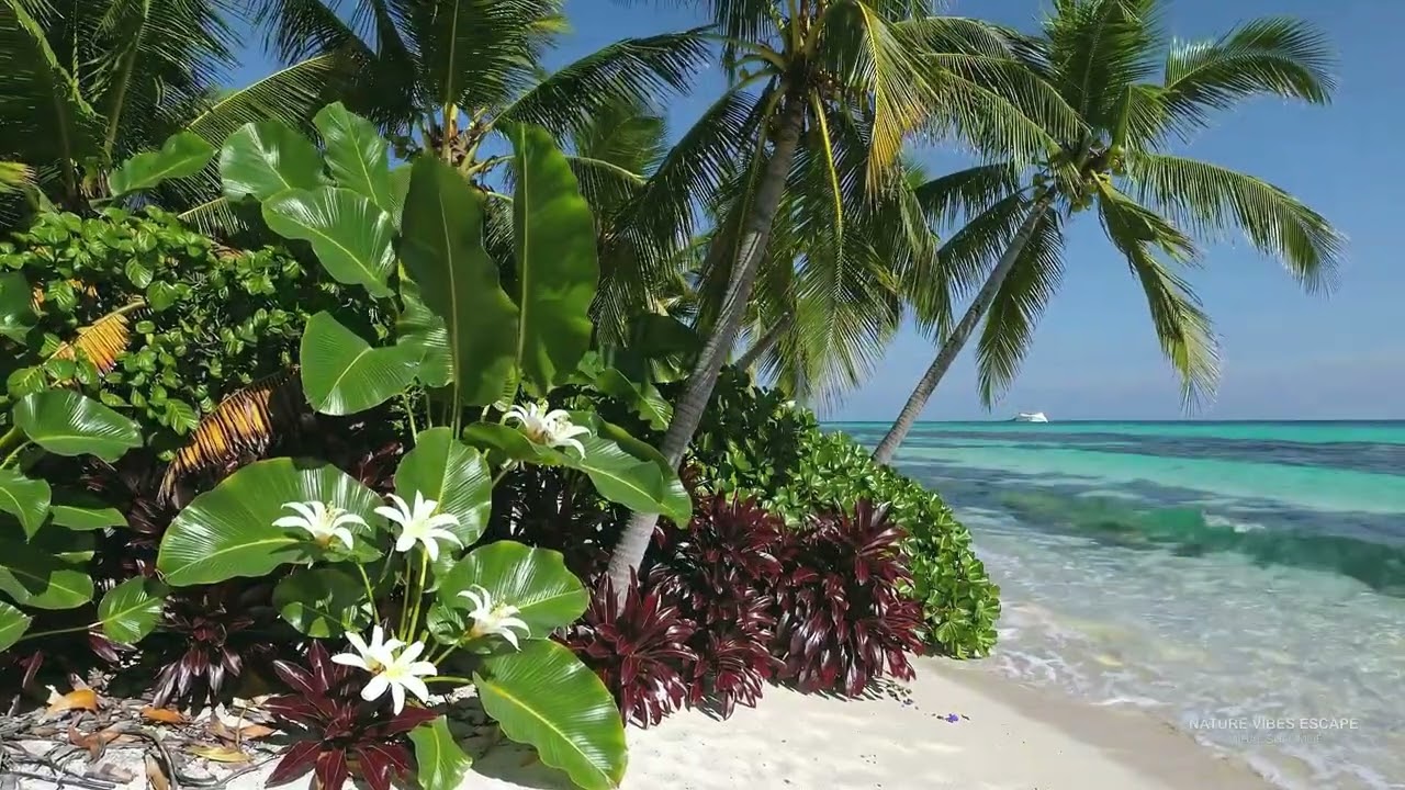 Deep Sleep 💤  Turks & Caicos Vibe Ocean Waves | Calm • Clarity • Study • Focus  | 12 Hours 4K 🌴 🌊
