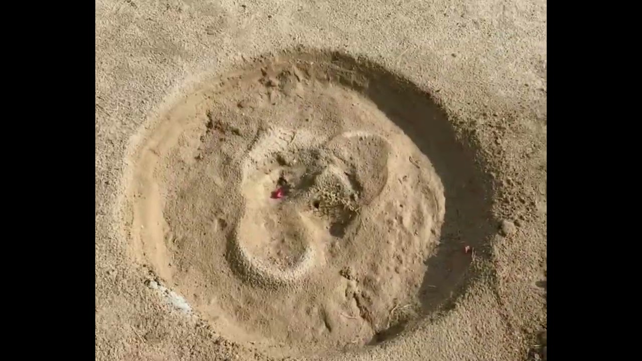 نقل اشجار الواشنطونيا