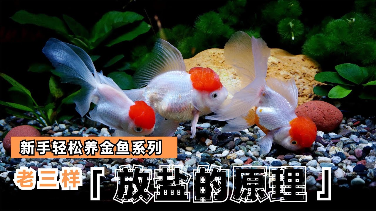 新手輕鬆養金魚--飼養淡水觀賞魚日常需要放鹽嗎？放鹽的作用原理是什麼？