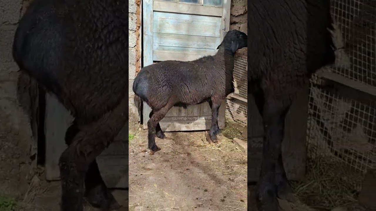 (94)363-23-33 #uzbek #uzbekistan #sheep #гиссар #рек #rek #video #shotrs #food