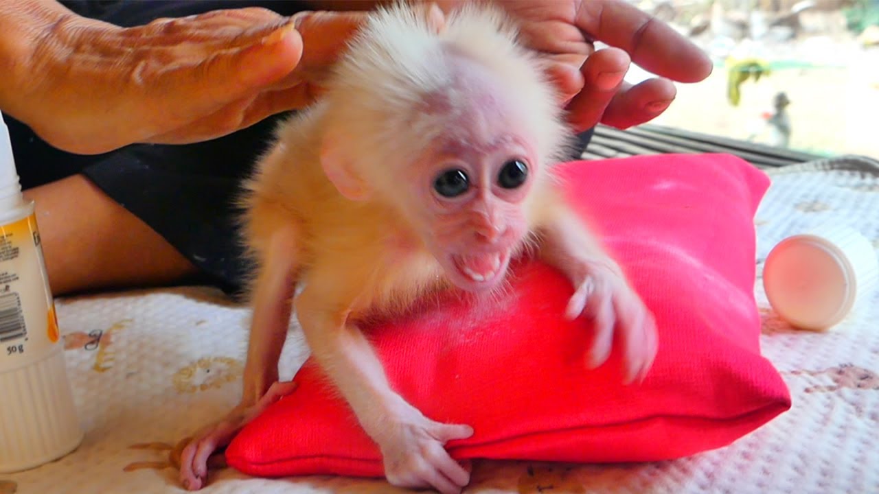 Looking Care The Pet Baby Kira Monkey | Kira Has A Problem With Skin