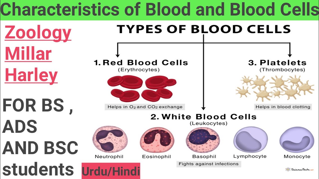 Characteristics of vertebrate blood and blood cells |transport system in invertebrates|Millar Harley
