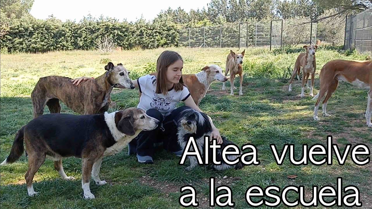 Altea vuelve a la escuela