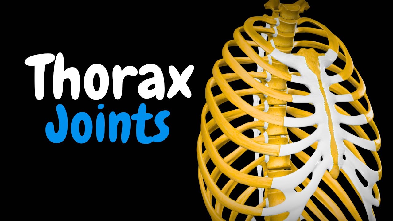 Thoracic Joints: Costovertebral, Sternocostal & Rib Articulations | Anatomy