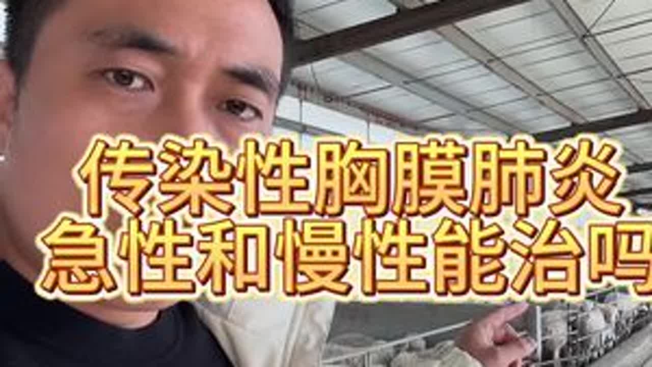 #羊烂肺病 #传染性胸膜肺炎 #羊肺炎 #羊场 #养羊人
