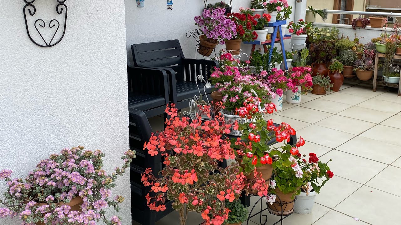 BUGÜNÜN SÜPRİZ AÇAN ÇİÇEĞİ(sardunyalar,ceylan gözlü sardunyalar,Sukulentler,kaktüsler )