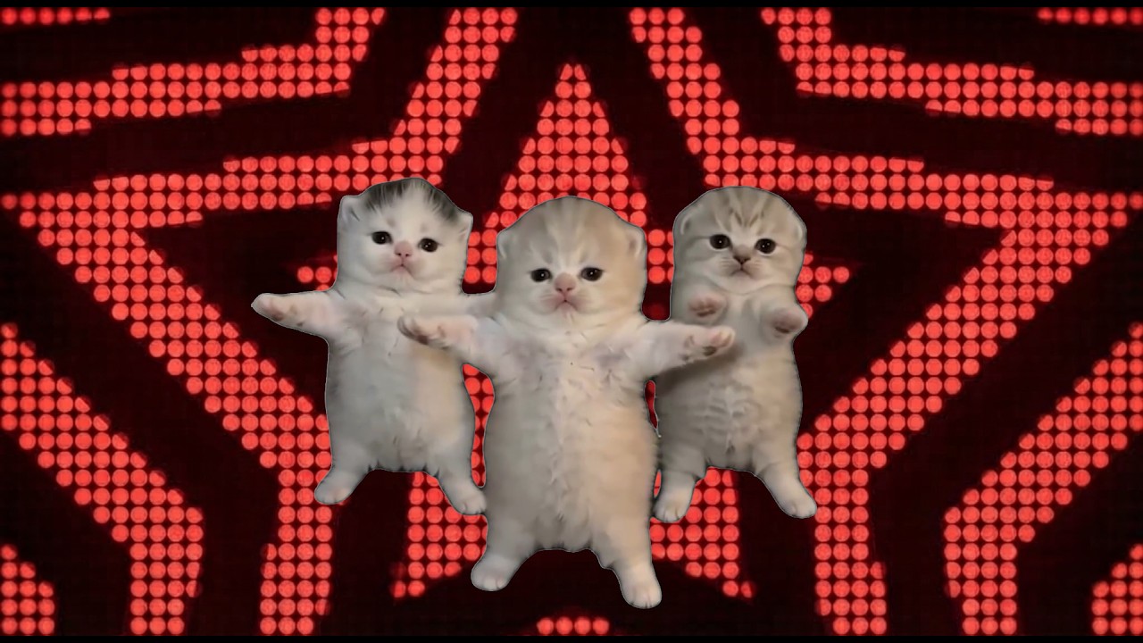 Cats Dancing Battle - ( That Or That) (Best Part Looped + Viral Version)