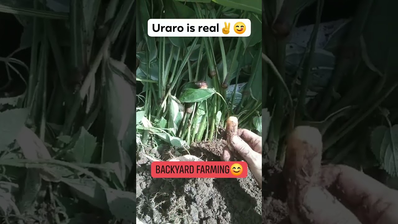 Backyard farming #backyardfarming #uraro #backyardgardening #highlights #arrowroot #arrowroots