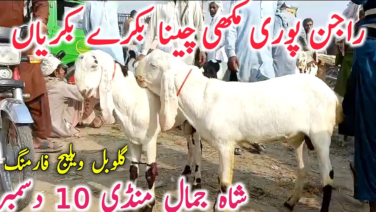 Rajin Puri Makhi Cheana Goats | Shah Jamal Mandi || Global Village Farming