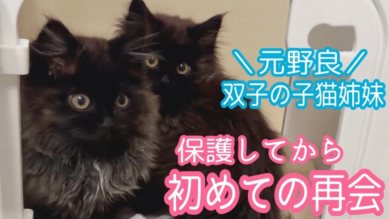 野良猫姉妹の感動の再会...？はじめてのおもちゃに大興奮！🐾