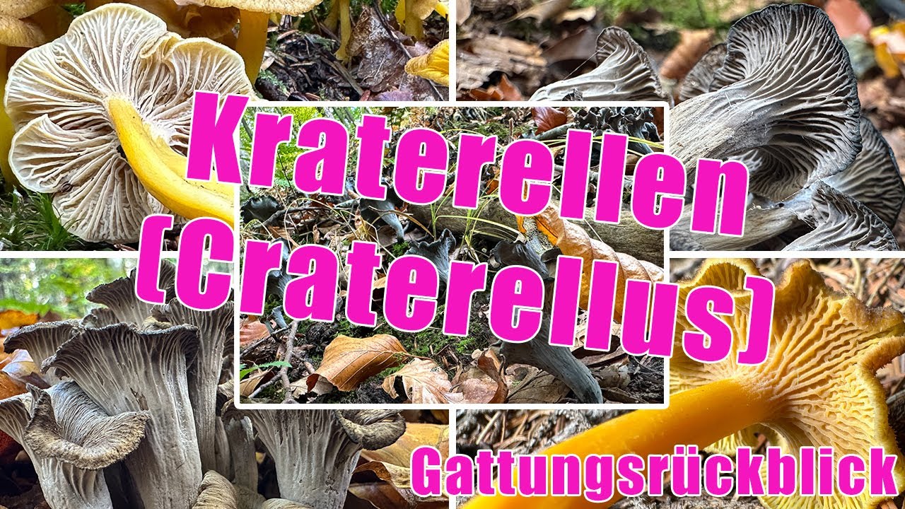Gefährliche Trompetenpfifferlinge & Herbsttrompeten in unglaublichen Mengen & Größen | Craterellus