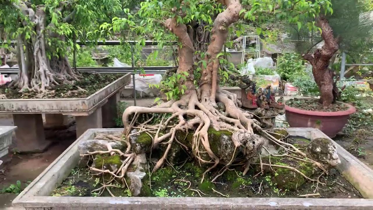 Hoàng mai. ngày 18 tháng 1, 2026