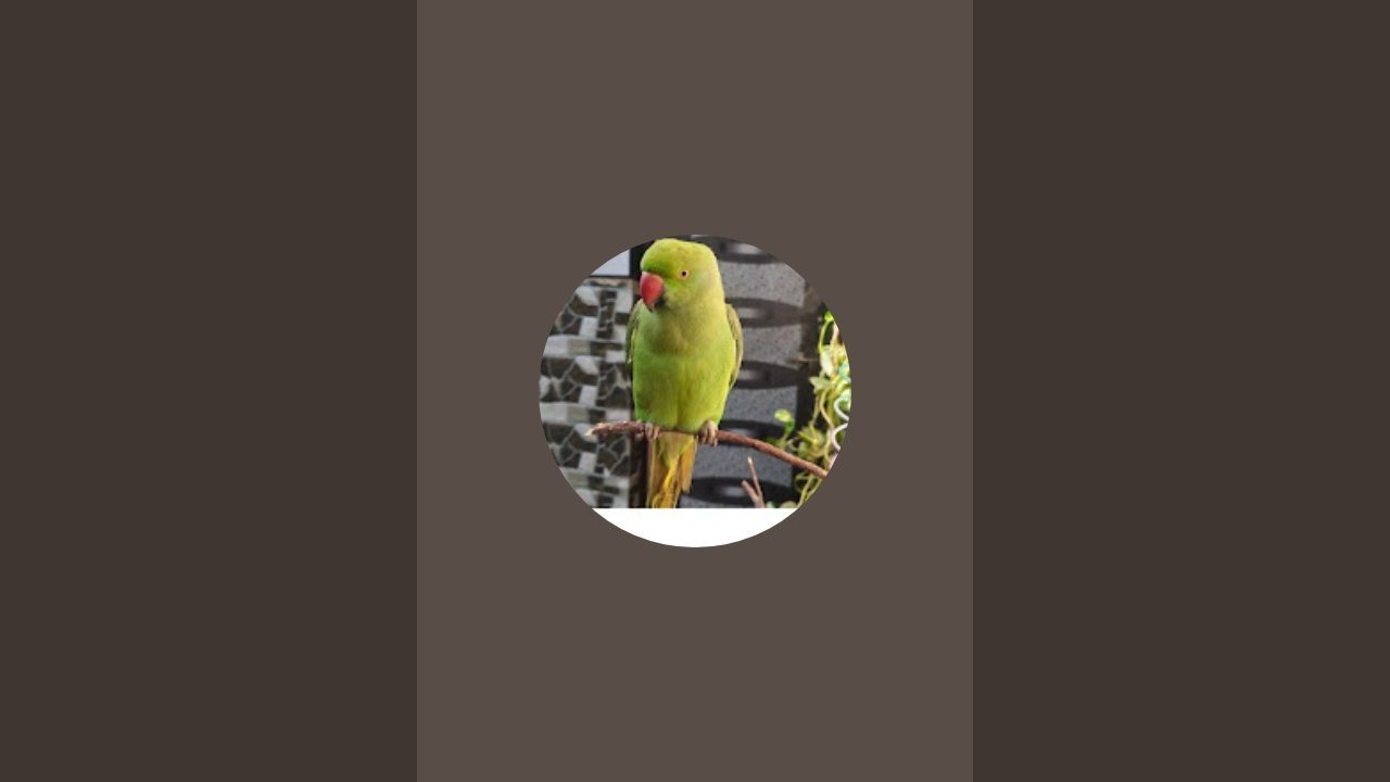 kittu is my life is live! Mittu Kittu eating food 🥕🦜